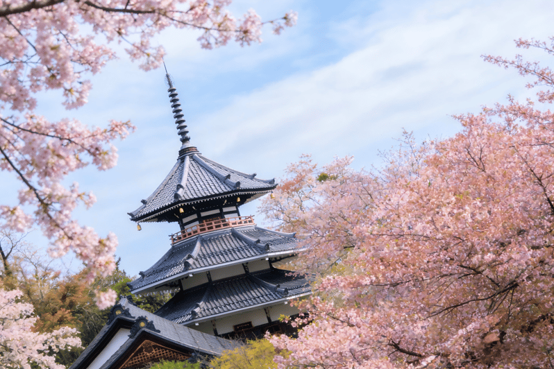 关西隐秘樱花之旅：季节性一日游