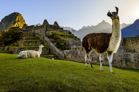 Von Cusco aus: Machu Picchu 1-Tagestour mit dem Zug + Mittagessen