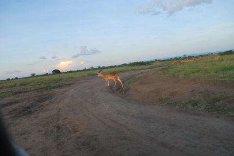 Ouganda : 3 jours de safari dans le parc national Queen Elizabeth