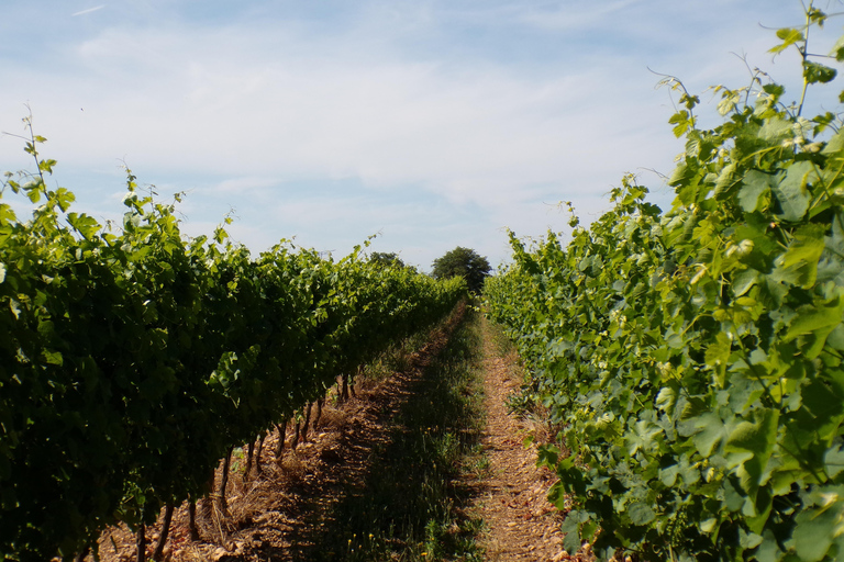 Crozes-Hermitage Guided Tour & Tasting Guided tour & tasting of Crozes-Hermitage in French