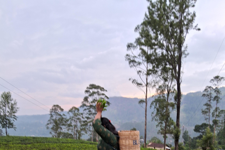 Sri Lanka: Complete Island Tour