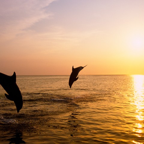 Visit Kamenjak/Medulin Sunset Dolphin Tour with dinner Sandra boat in Medulin