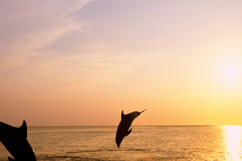 Medulin: 3h Ultra ALL-INCLUSIVE Sunset Dolphin Boat trip 3hours Dolphin Sunset watching with drinks+dinner sandraboat