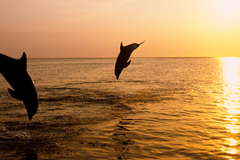 Medulin: 3h Ultra ALL-INCLUSIVE Sunset Dolphin Boat trip 3hours Dolphin Sunset watching with drinks+dinner sandraboat