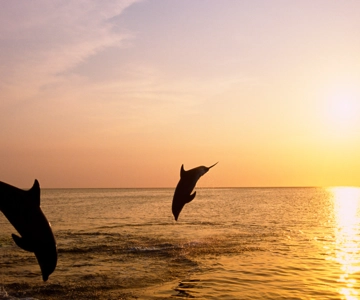 Kamenjak/Medulin: Delfin Bootstour bei Sonnenuntergang mit Abendessen