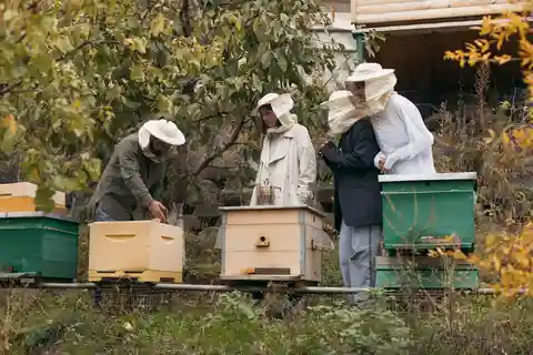 Esperienza di apicoltura e vinificazione del miele