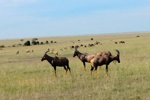 From Nairobi: Private 3-Day Masai Mara Big Five Game Drive