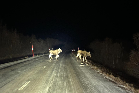 Excursion en minibus dans le parc national d'Abisko pour observer l'aurore boréale