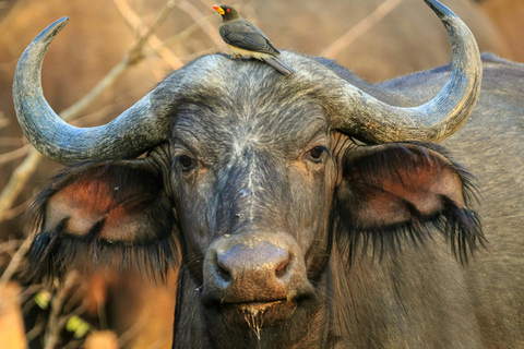 2-Day Safari with Big 5 Game Drives, at amazing 4-Star Lodge Wildlife Lions Safari 2-day Garden Route