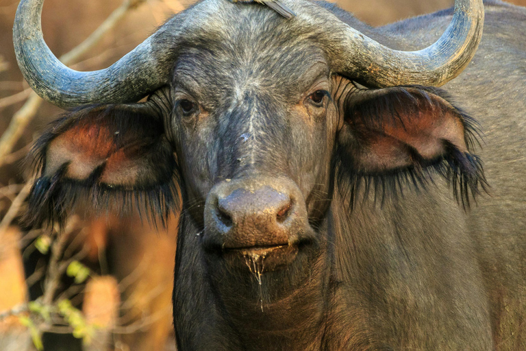 2-Day Safari with Big 5 Game Drives, at amazing 4-Star Lodge Wildlife Lions Safari 2-day Garden Route