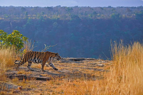 Desde Ranthambore Safari Oficial al Tigre en Canter con GuíaSafari al Tigre - Sólo para ciudadanos indios