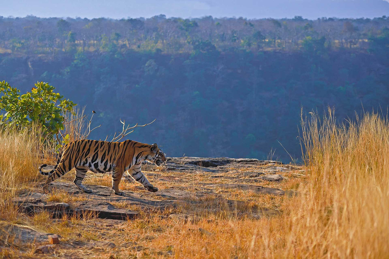 Depuis Ranthambore : Safari officiel des tigres en voiture avec guideSafari tigre pour - Citoyen indien uniquement