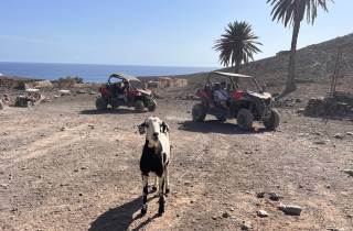 Fuerteventura: Buggy-Tour im Süden der Insel