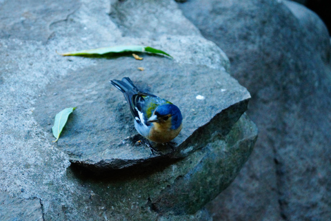 From Funchal: Levada Nova Hiking Tour with stopover at beach Nova friday