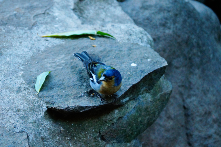 From Funchal: Levada Nova Hiking Tour with stopover at beach Nova friday