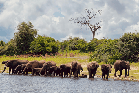 Chobe Express River Safari + Pickup