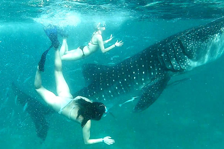 Cebu: Whale Shark Swimming and Kawasan Falls Canyoneering