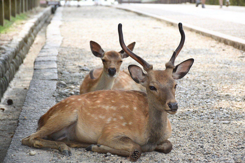 Nara Gardens and Temples Private Guided Tour with Transport