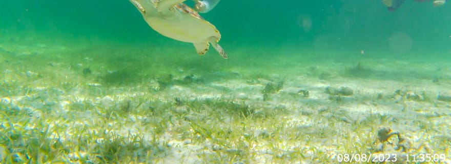 Mahahual : Tour en bateau pour la plongée avec tuba