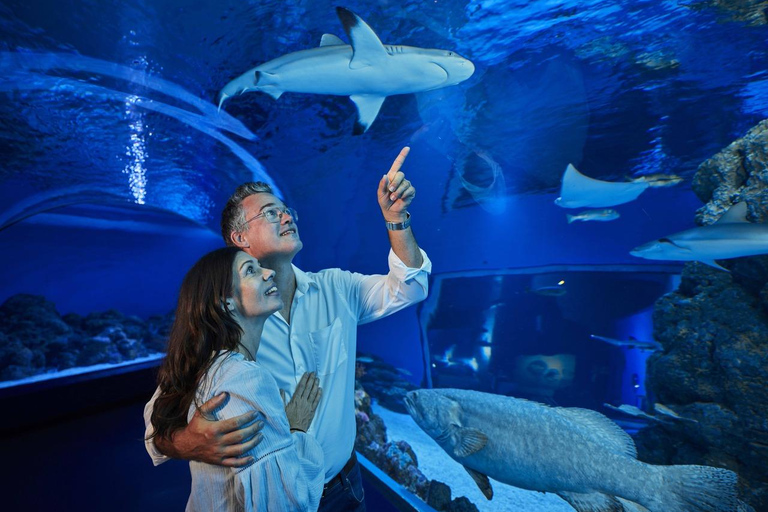 Cairns : Visite guidée de l'aquarium nocturneCairns : Visite de la nuit à l'aquarium