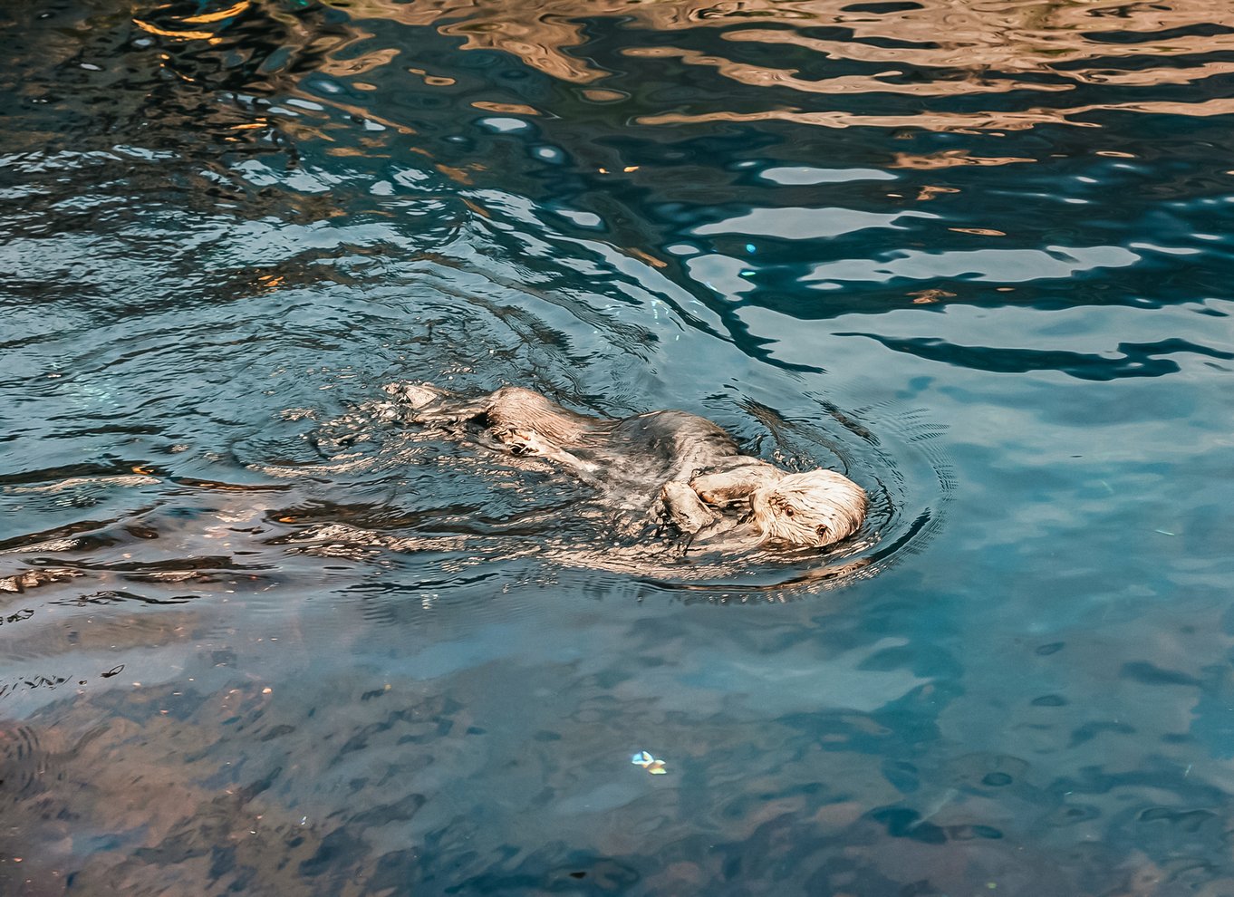 Lissabon: Oceanarium i Lissabon Indgangsbillet