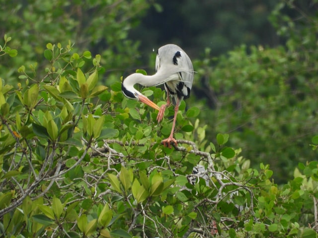 Johor: Sungai Lebam River Cruise with Transfer