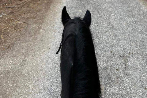 Riyadh: Farm Adventure with ATV Ride, Horse Riding, & Lunch