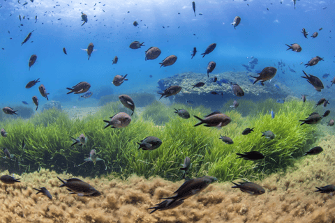 Formentera: Try Diving Experience in the Natural Park