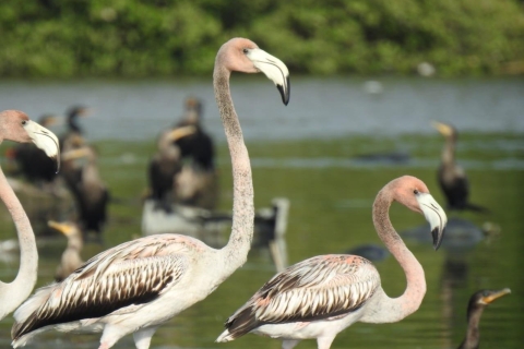 Boquilla: Aves alucinante y agua de Manglar