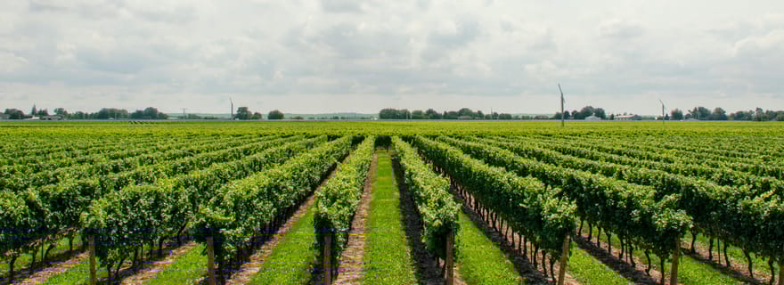Visite de rêve à Kavala : traversée de la grotte de l'Aggitis et visite d'un domaine viticole
