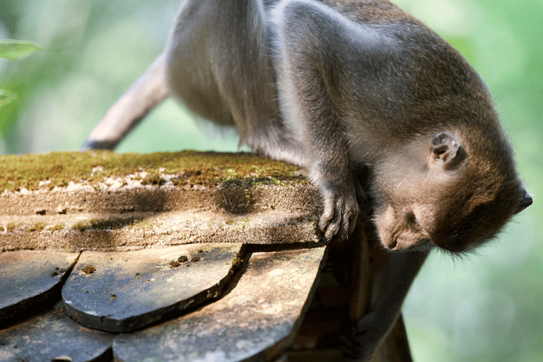 Phuket: Samet Nangshe i Cheow Lan Lake Adventure Day Tour