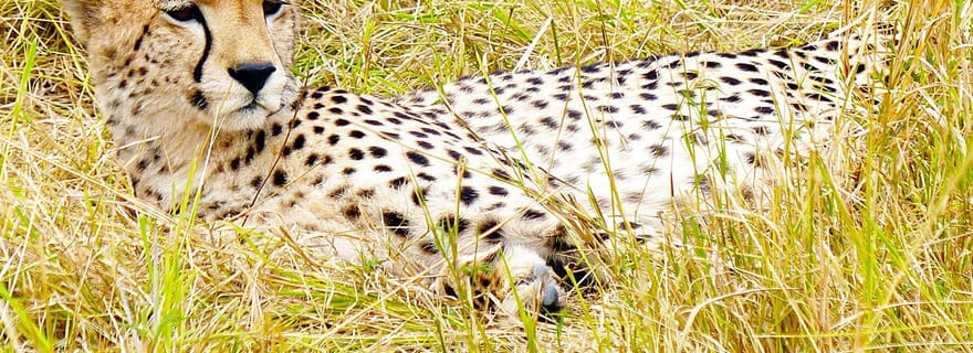 Excursion d'une journée dans la réserve de chasse de Maasai Mara au départ de Nairobi