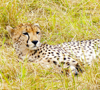 Masai Mara: Meerdaagse trips vanuit Nairobi