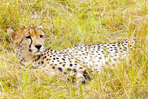 Pernoite em um safári particular em Masai MaraSafari privado noturno para acomodação de luxo em Masai Mara