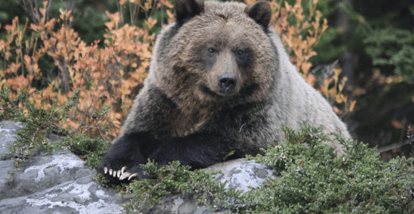 Banff Highlights & Wildlife | Award-Winning Small Group Tour