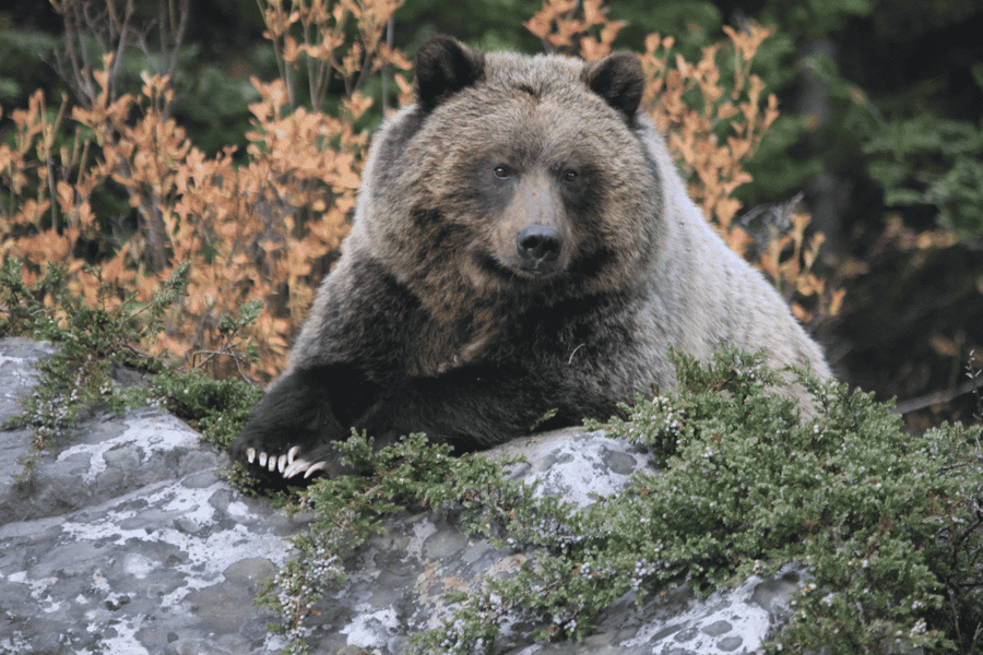 Banff Highlights & Wildtiere | Preisgekrönte Kleingruppentour. Foto: GetYourGuide
