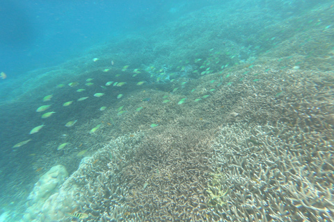 Viagem de 1 dia para mergulho com snorkel em Gili Layar/Gili Gede e Gili Rengit