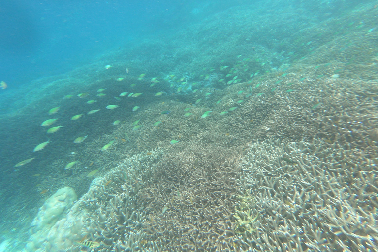 Excursion d&#039;une journée avec plongée en apnée Gili Layar/Gili Gede&amp;Gili Rengit