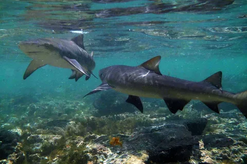 Salt Pans & Lemon Sharks Experience