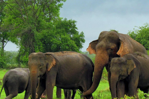 Kandy: Mahiyangana, Dambana, Sorabora Tank, & Wasgamuwa Tour