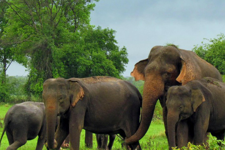Kandy: Mahiyangana, Dambana, Sorabora Tank, & Wasgamuwa Tour