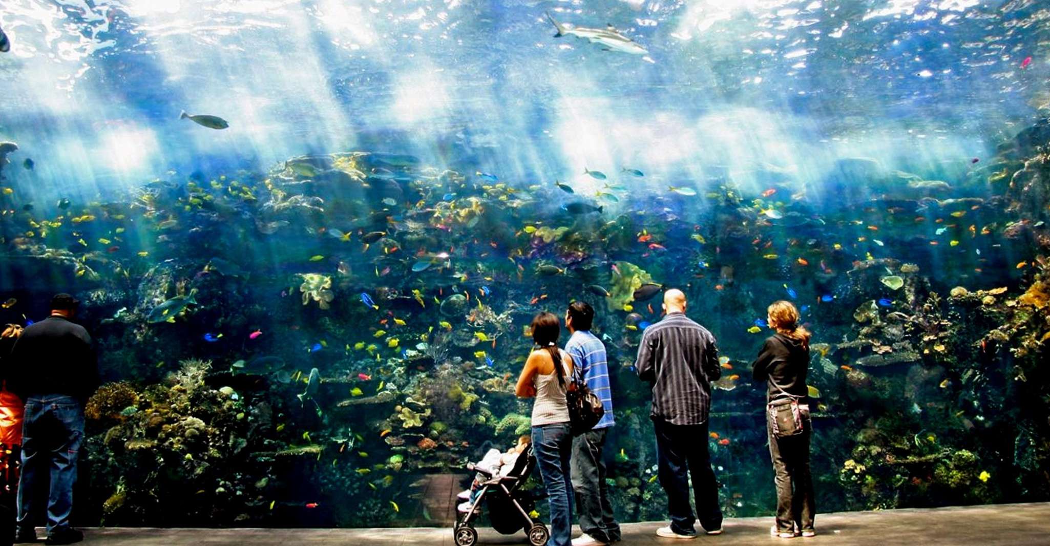 Atlanta: Georgia Aquarium Skip-the-Box-Office Entry Ticket