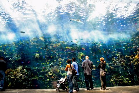 Atlanta: Forbi-billettkøen-inngang til Georgia Aquarium