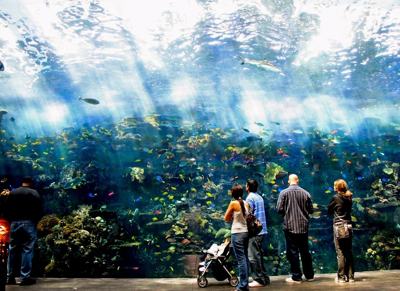 Atlanta: Georgia Aquarium Spring kassen over entrébillet