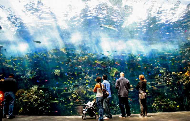 Atlanta : billet coupe-file pour l'aquarium de Géorgie