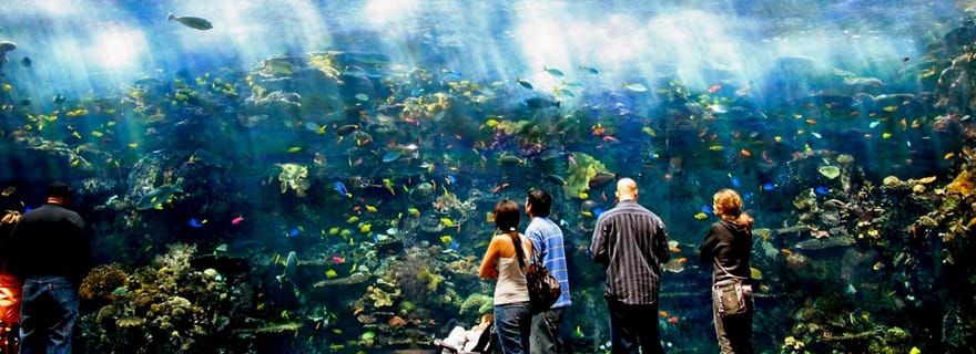 Atlanta: Biglietto d'ingresso per il Georgia Aquarium che salta la cassa