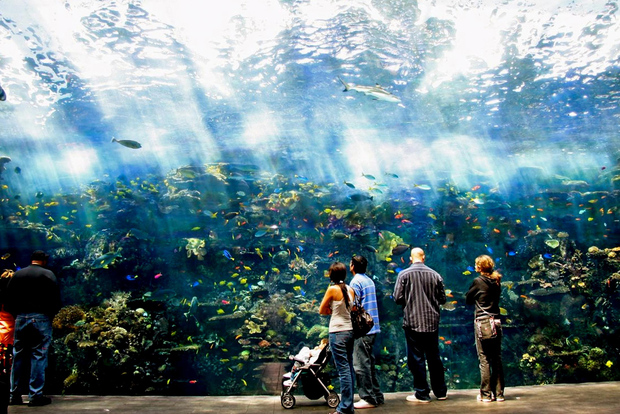 Atlanta: Georgia Aquarium Skip-the-Box-Office Entry Ticket