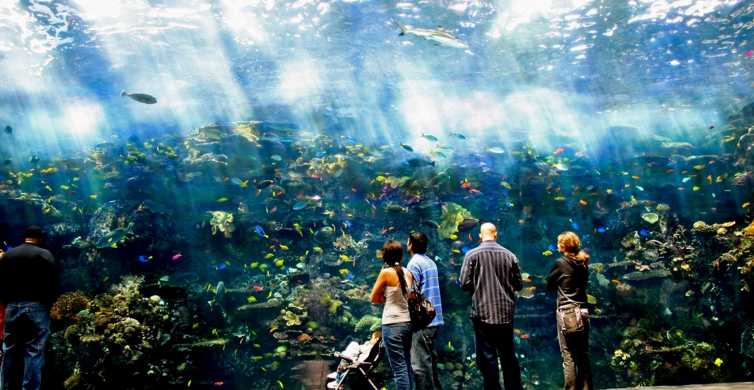 Atlanta: Acvariul Georgia Aquarium Skip-the-Box-Office Bilet de intrare