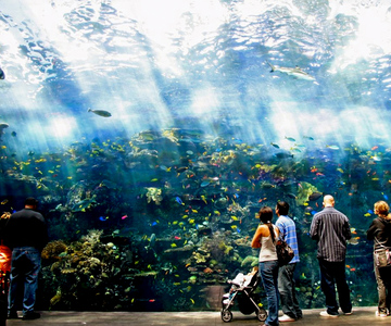 Atlanta: entreeticket met voorrangstoegang Georgia Aquarium