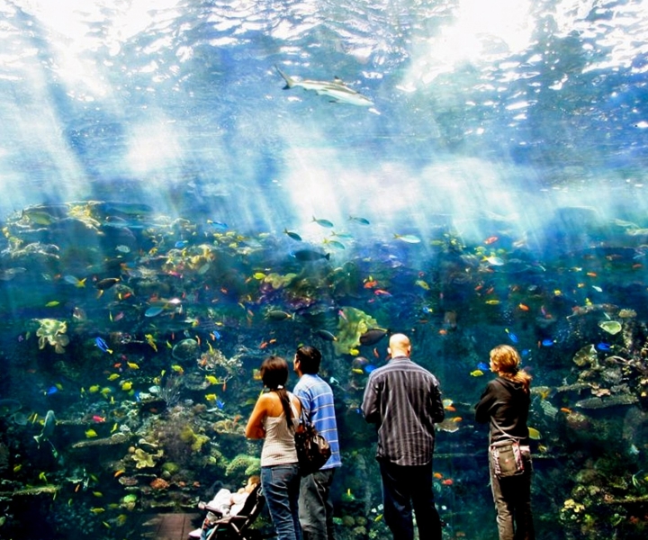 Atlanta : billet coupe-file pour l'aquarium de Géorgie